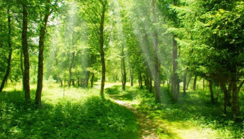 янила кантри ход строительства