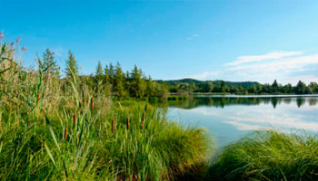 жк новоорловский спб